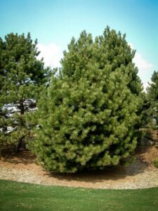 Сосна Чёрная (Pinus Nigra) купить по цене от 270.00р. в интернет-магазине «Посадика» с доставкой почтой в в Тайгае и по всей России – [изображение №1].