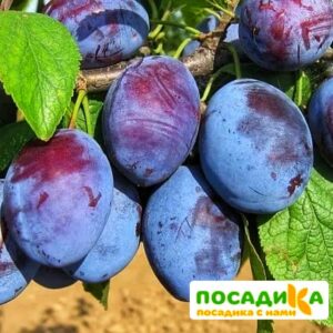 Слива Чачакская ранняя купить по цене от 229.00р. в интернет-магазине «Посадика» с доставкой почтой в в Тайгае и по всей России – [изображение №1].