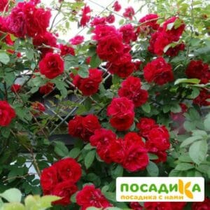 Роза плетистая Амадеус купить по цене от 399.00р. в интернет-магазине «Посадика» с доставкой почтой в в Тайгае и по всей России – [изображение №1].