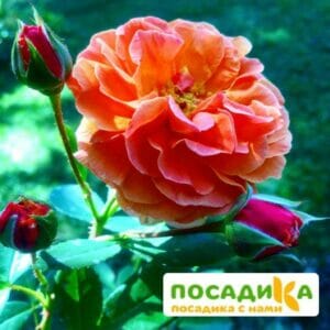 Роза Арабия купить по цене от 350.00р. в интернет-магазине «Посадика» с доставкой почтой в в Тайгае и по всей России – [изображение №1].