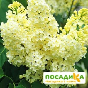 Сирень Примроуз (Primrose) купить по цене от 529.00р. в интернет-магазине «Посадика» с доставкой почтой в в Тайгае и по всей России – [изображение №1].