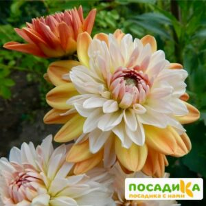 Георгина Коуп де Солейл (декоративная) купить по цене от 400р. в интернет-магазине «Посадика» с доставкой почтой в в Тайгае и по всей России – [изображение №1].
