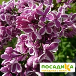 Сирень Сенсация купить по цене от 529.00р. в интернет-магазине «Посадика» с доставкой почтой в в Тайгае и по всей России – [изображение №1].