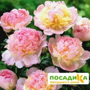 Пион Распберри Сандей (Paeonia Raspberry Sundae) купить по цене от 959р. в интернет-магазине «Посадика» с доставкой почтой в в Тайгае и по всей России – [изображение №1].