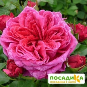 Шраб Роза Соул купить по цене от 390.00р. в интернет-магазине «Посадика» с доставкой почтой в в Тайгае и по всей России – [изображение №1].