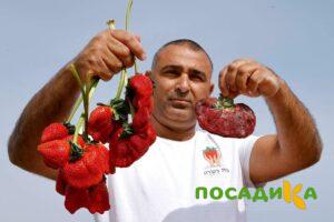 Клубника Гигант Джорнея купить по цене от 266р. в интернет-магазине «Посадика» с доставкой почтой в в Тайгае и по всей России – [изображение №1].