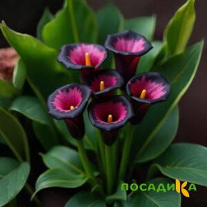 Калла Аура Лейс купить по цене от 400р. в интернет-магазине «Посадика» с доставкой почтой в в Тайгае и по всей России – [изображение №1].