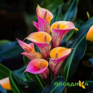 Калла Оникс купить по цене от 450р. в интернет-магазине «Посадика» с доставкой почтой в в Тайгае и по всей России – [изображение №1].