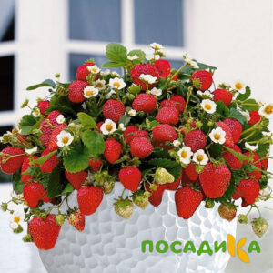 Клубника Рубиновый Шепот (горшечная) купить по цене от 240р. в интернет-магазине «Посадика» с доставкой почтой в в Тайгае и по всей России – [изображение №1].