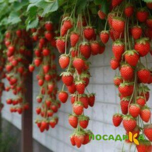 Клубника вьющаяся Комплимент купить по цене от 470р. в интернет-магазине «Посадика» с доставкой почтой в в Тайгае и по всей России – [изображение №1].