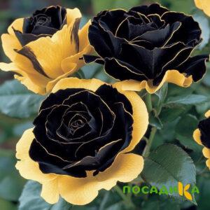 Роза Ханни Сикл купить по цене от 700р. в интернет-магазине «Посадика» с доставкой почтой в в Тайгае и по всей России – [изображение №1].