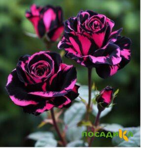 Роза Багровый Шепот купить по цене от 366р. в интернет-магазине «Посадика» с доставкой почтой в в Тайгае и по всей России – [изображение №1].