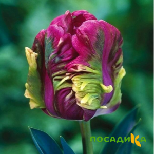 Тюльпан Экзотик Хэвен купить по цене от 186р. в интернет-магазине «Посадика» с доставкой почтой в в Тайгае и по всей России – [изображение №1].