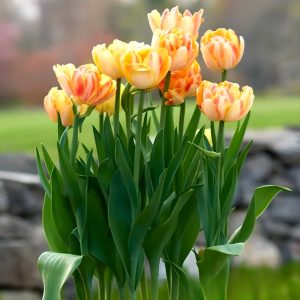 Тюльпан Верона Санрайз купить по цене от 280р. в интернет-магазине «Посадика» с доставкой почтой в в Тайгае и по всей России – [изображение №1].