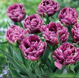 Тюльпан Айс Крим купить по цене от 430р. в интернет-магазине «Посадика» с доставкой почтой в в Тайгае и по всей России – [изображение №1].