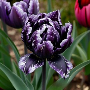 Тюльпан Индиго купить по цене от 600р. в интернет-магазине «Посадика» с доставкой почтой в в Тайгае и по всей России – [изображение №1].