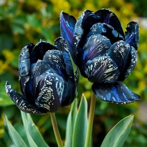 Тюльпан Блю Фог купить по цене от 500р. в интернет-магазине «Посадика» с доставкой почтой в в Тайгае и по всей России – [изображение №1].