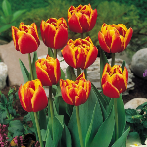 Тюльпан Блэк Фаер купить по цене от 275р. в интернет-магазине «Посадика» с доставкой почтой в в Тайгае и по всей России – [изображение №1].