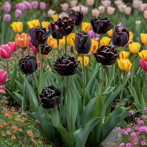 Тюльпан махровый Рейдинс Дарк купить по цене от 230р. в интернет-магазине «Посадика» с доставкой почтой в в Тайгае и по всей России – [изображение №1].