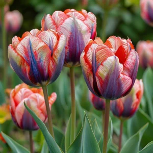 Тюльпан Эбисан Грэйс купить по цене от 217р. в интернет-магазине «Посадика» с доставкой почтой в в Тайгае и по всей России – [изображение №1].