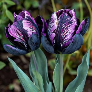 Тюльпан Блэк Каньон купить по цене от 305р. в интернет-магазине «Посадика» с доставкой почтой в в Тайгае и по всей России – [изображение №1].