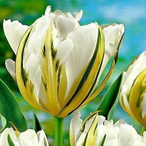 Тюльпан Экзотик Пуруссима купить по цене от 305р. в интернет-магазине «Посадика» с доставкой почтой в в Тайгае и по всей России – [изображение №1].