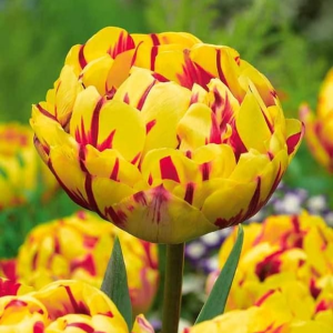 Тюльпан махровый Голден Ницц купить по цене от 361р. в интернет-магазине «Посадика» с доставкой почтой в в Тайгае и по всей России – [изображение №1].
