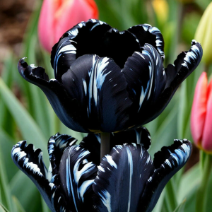 Тюльпан Шелк Нуар купить по цене от 219р. в интернет-магазине «Посадика» с доставкой почтой в в Тайгае и по всей России – [изображение №1].