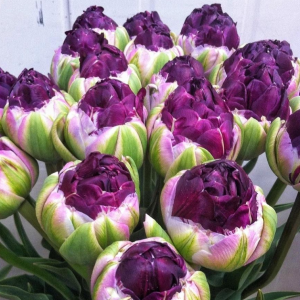 Тюльпан Анаконда купить по цене от 450р. в интернет-магазине «Посадика» с доставкой почтой в в Тайгае и по всей России – [изображение №1].