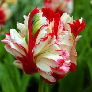 Тюльпан Эстелла Рижнвельд купить по цене от 500р. в интернет-магазине «Посадика» с доставкой почтой в в Тайгае и по всей России – [изображение №1].