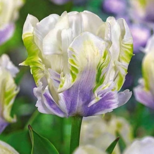 Тюльпан Уайт Лизарт купить по цене от 360р. в интернет-магазине «Посадика» с доставкой почтой в в Тайгае и по всей России – [изображение №1].