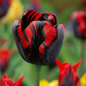 Тюльпан Блэк Перрот купить по цене от 351р. в интернет-магазине «Посадика» с доставкой почтой в в Тайгае и по всей России – [изображение №1].