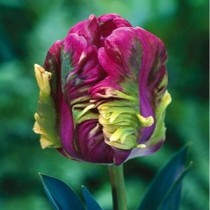 Тюльпан Экзотик Хэвен купить по цене от 186р. в интернет-магазине «Посадика» с доставкой почтой в в Тайгае и по всей России – [изображение №1].