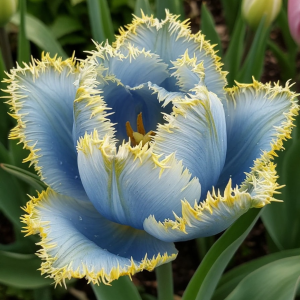 Тюльпан Махровый Амплуа купить по цене от 199р. в интернет-магазине «Посадика» с доставкой почтой в в Тайгае и по всей России – [изображение №1].