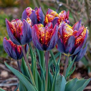 Тюльпан Опал Дрим купить по цене от 207р. в интернет-магазине «Посадика» с доставкой почтой в в Тайгае и по всей России – [изображение №1].